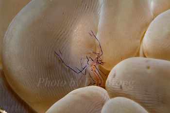 Shrimp by Fan Wong 